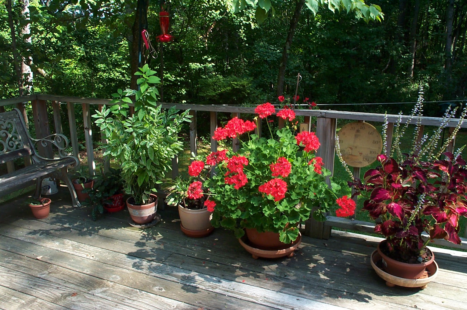 Two Sisters Gardening Geraniums Try Saving A Container Plant