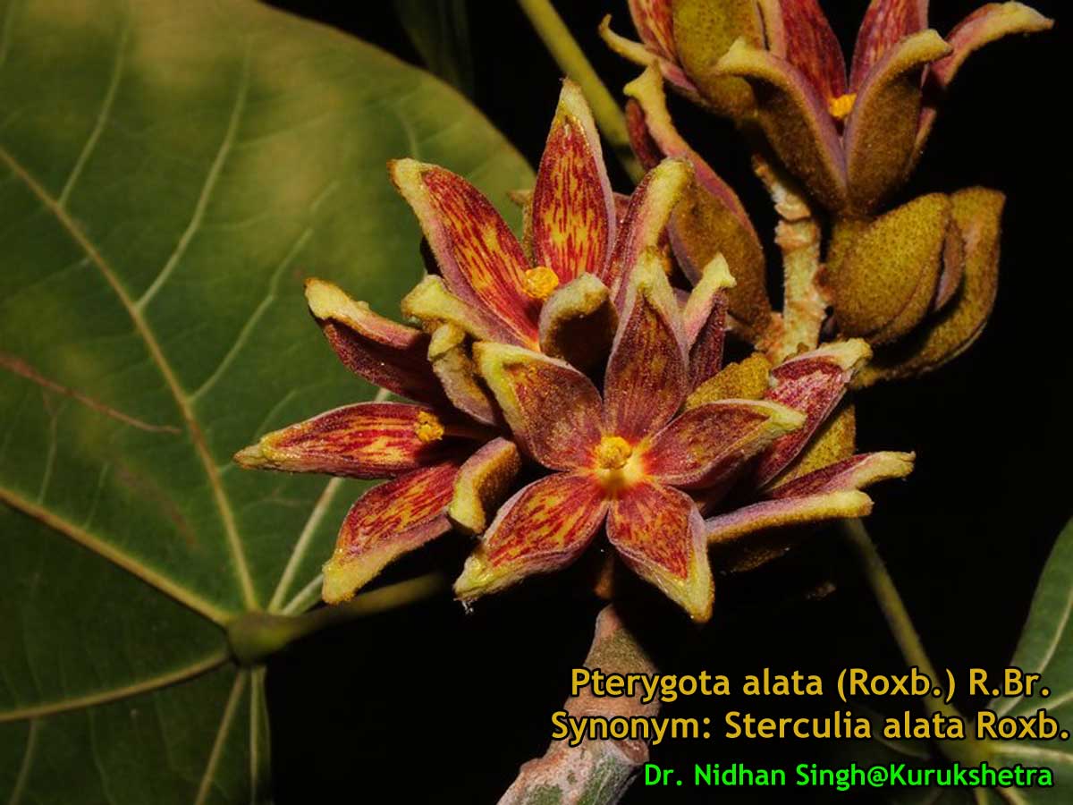 Medicinal plants pterygota alata sterculia alata buddha coconut