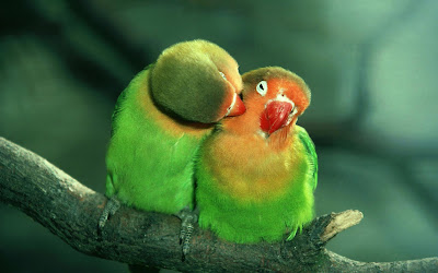 Lovely-couple-Parrots allfreshwallpaper