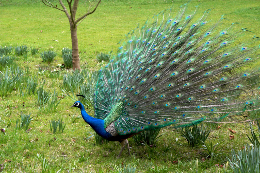 peacock color tie