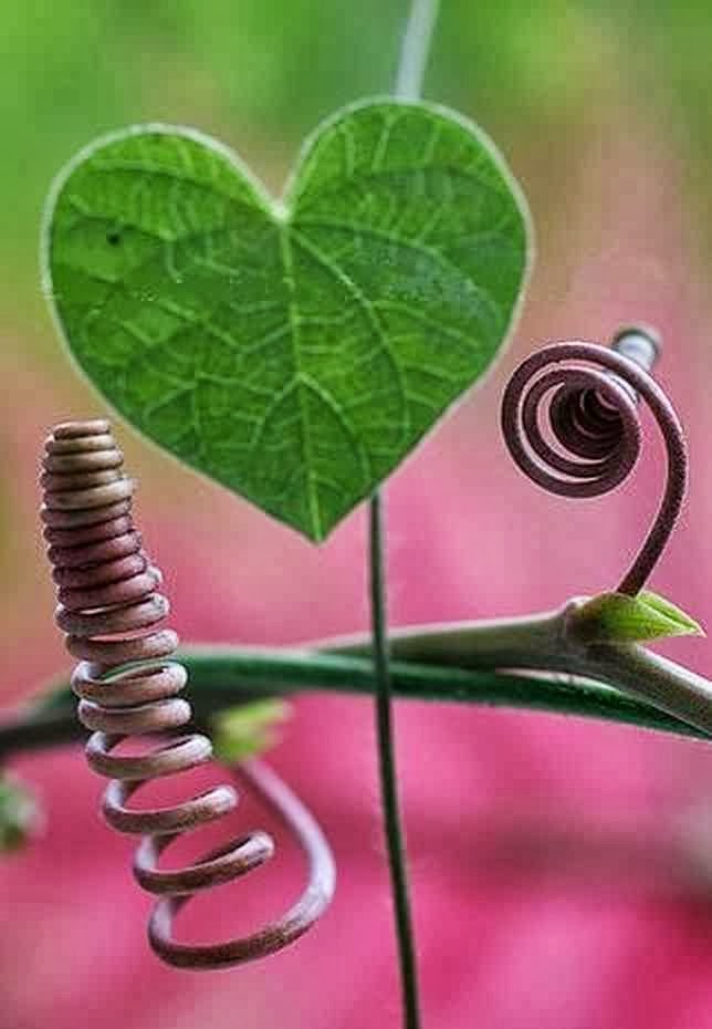 The Nicest Pictures plants