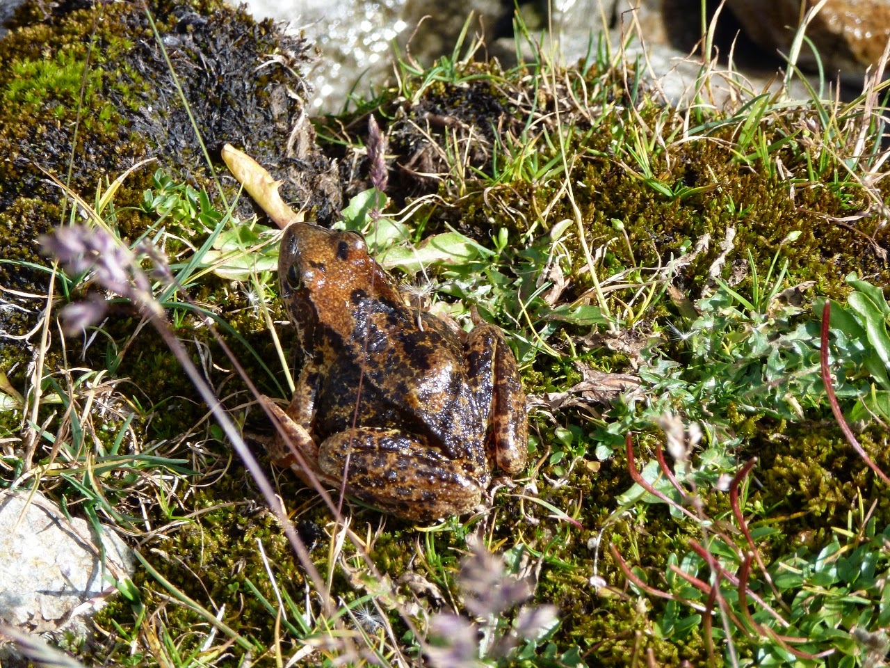 A frog found at 2,400 metres