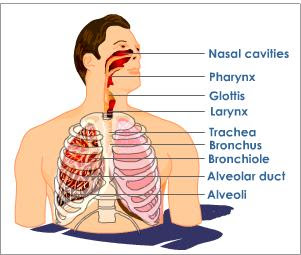The Science Box: BREATHING SYSTEM ONLINE GAMES.