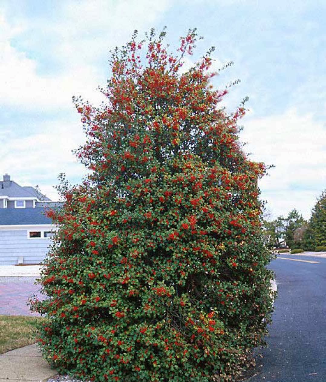 Beechwood Landscape Architecture and Construction American Holly