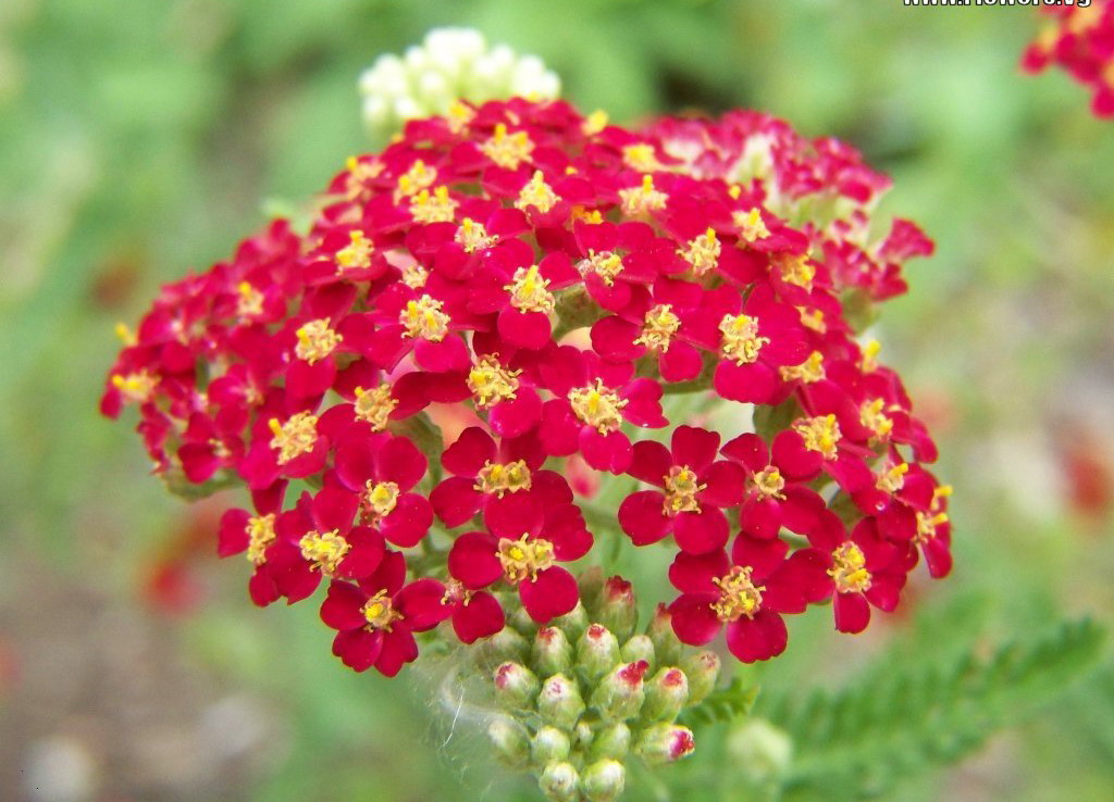 Flower Picture Yarrow Flower Picture