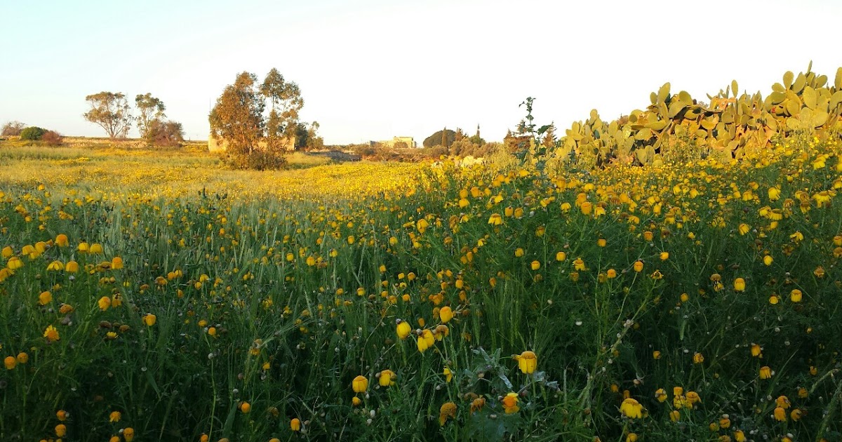 The Flower That Paints Malta Yellow SNAPSHOTS OF MALTA