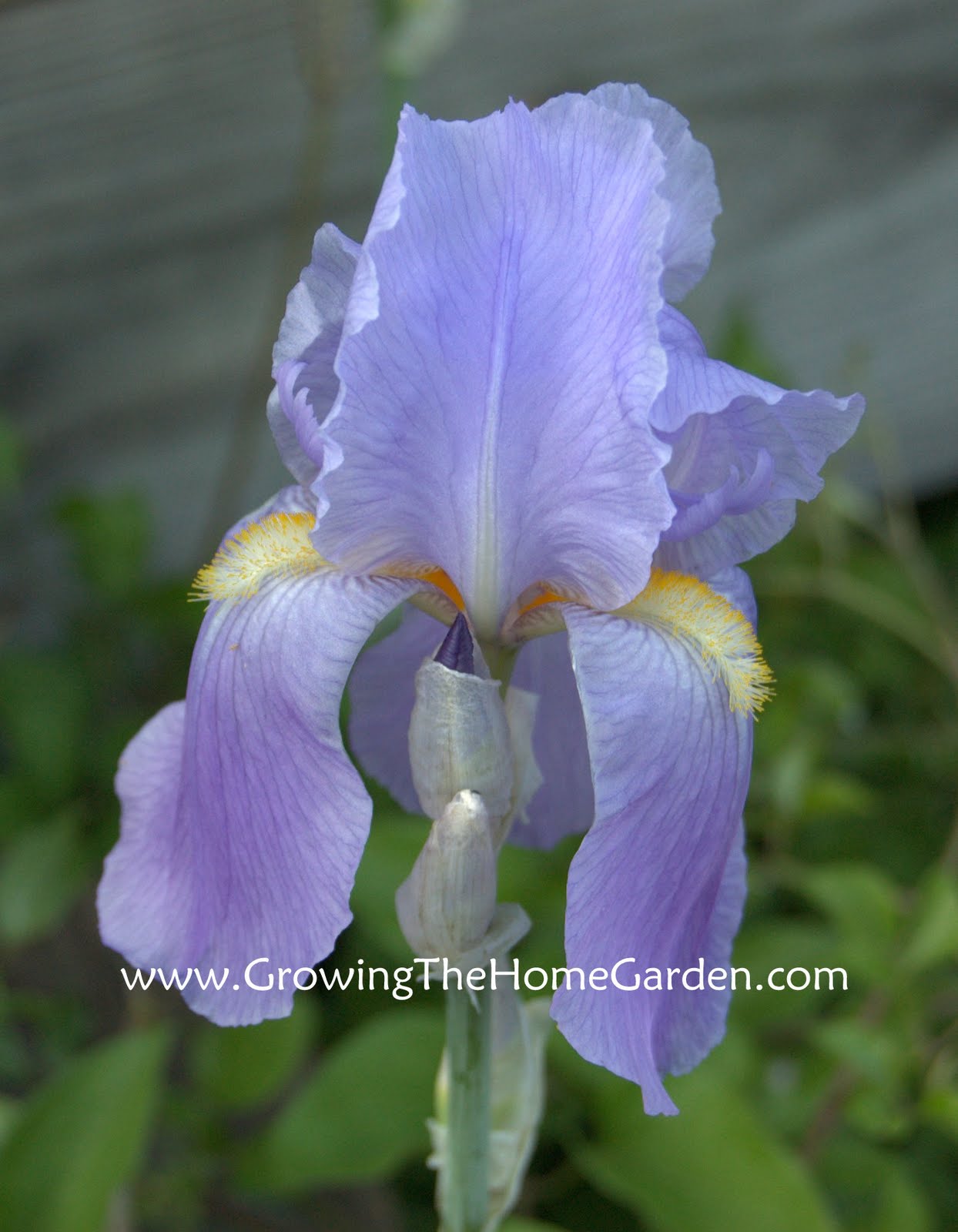 Irises in Spring Growing The Home Garden