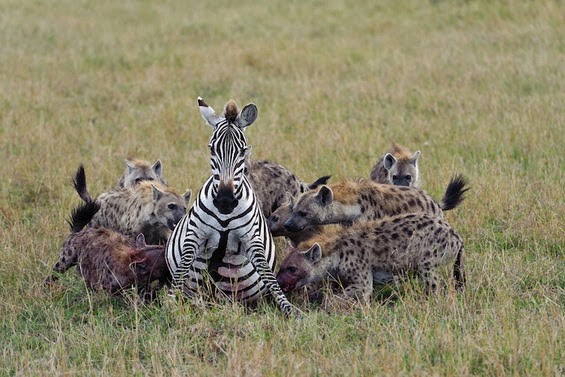 Alluring Planet: Hyena Group Hunting Zebra