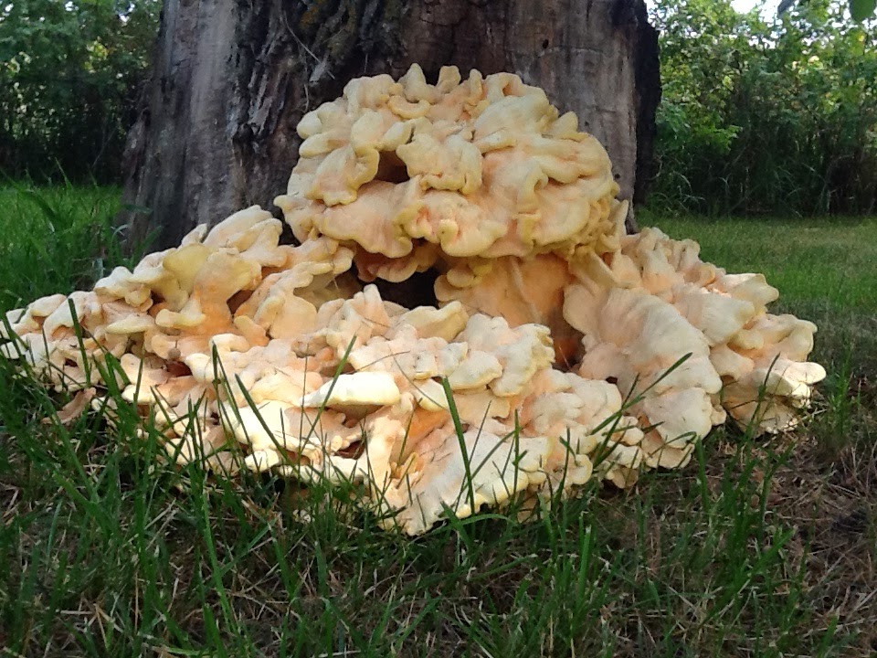 ArachneYarns & Chicken of the Woods