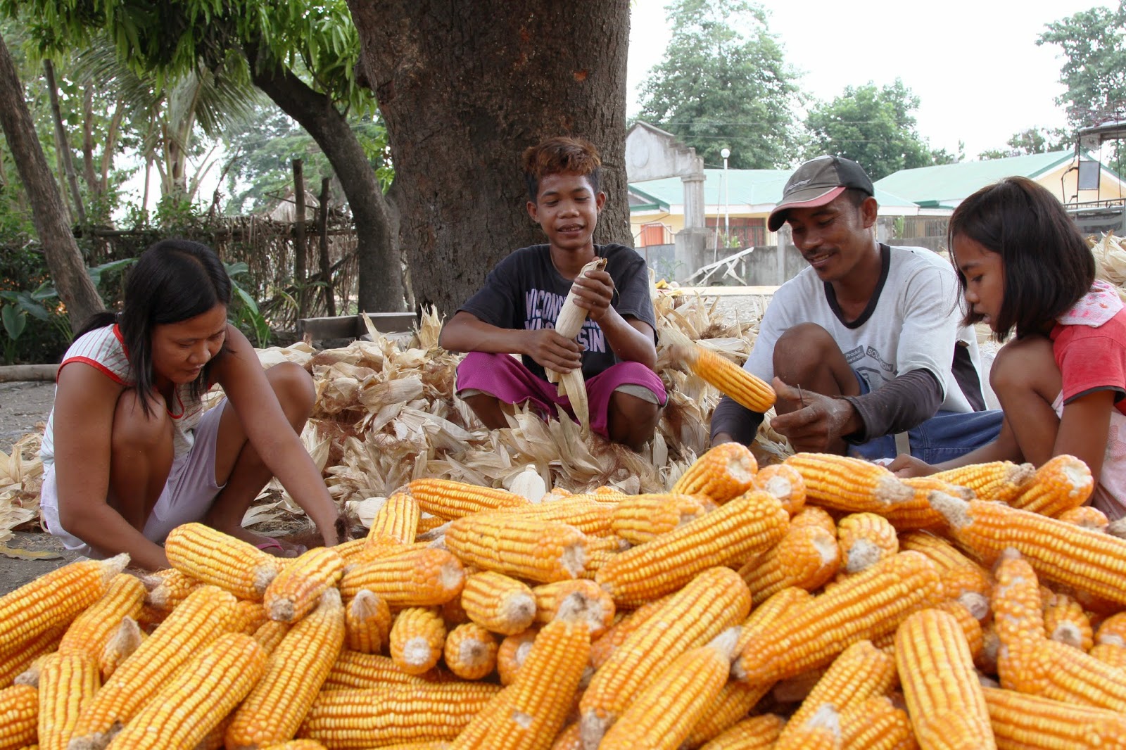 Blog Biotech Crops Show Sustained Growth and Benefits in