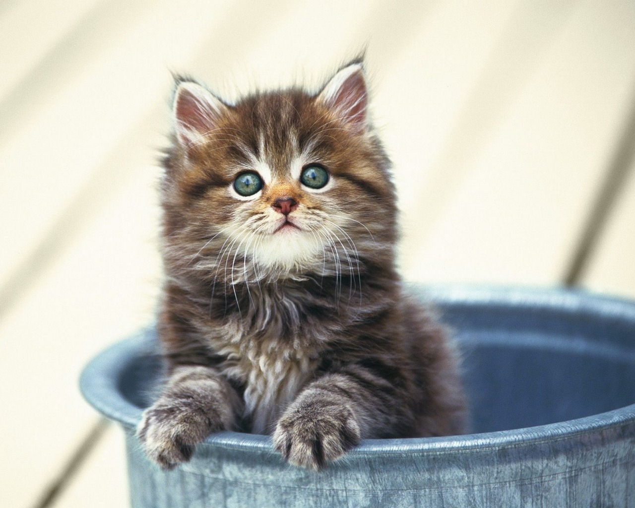 New 60 Amazing Animals Wallpapers