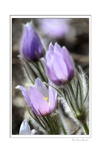 The many shades of the Prairie Crocus, from deep purple through light to white. © SB Copyright Shelley Banks, all rights reserved.