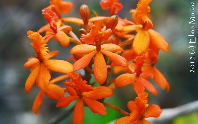 Epidendrum sp 2012 (c) Elma Muñoz