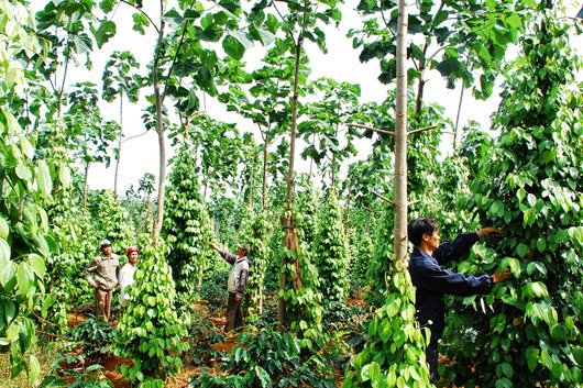 Kỹ thuật trồng hồ tiêu trên cây trụ sống Kỹ thuật trồng hồ tiêu trên cây trụ sống