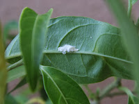 Mealy bugs colony at underside of Cestrum leaf