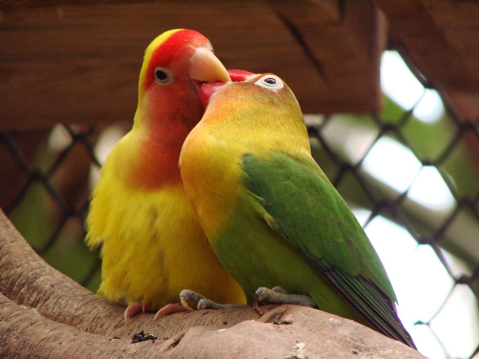 Nama Latin Burung Lovebird Lovebird Lilian Burung Mengenal Ekstensif Bischoff Roland Gambar Ebird