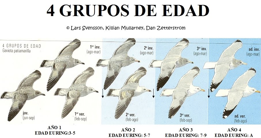 CUATRO GRUPOS DE EDAD, FOUR AGE GROUPS , LAU URTE TALDE