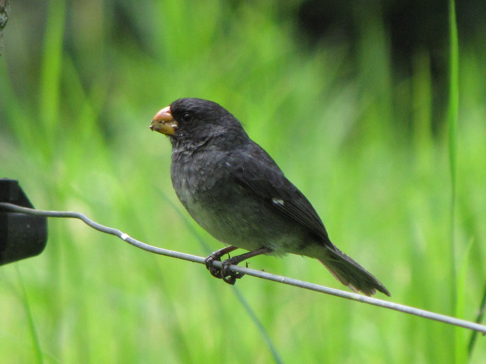 Sporophila Schistacea