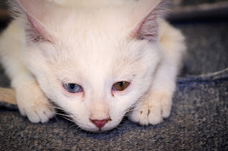 Van cat, Van, Turkey
