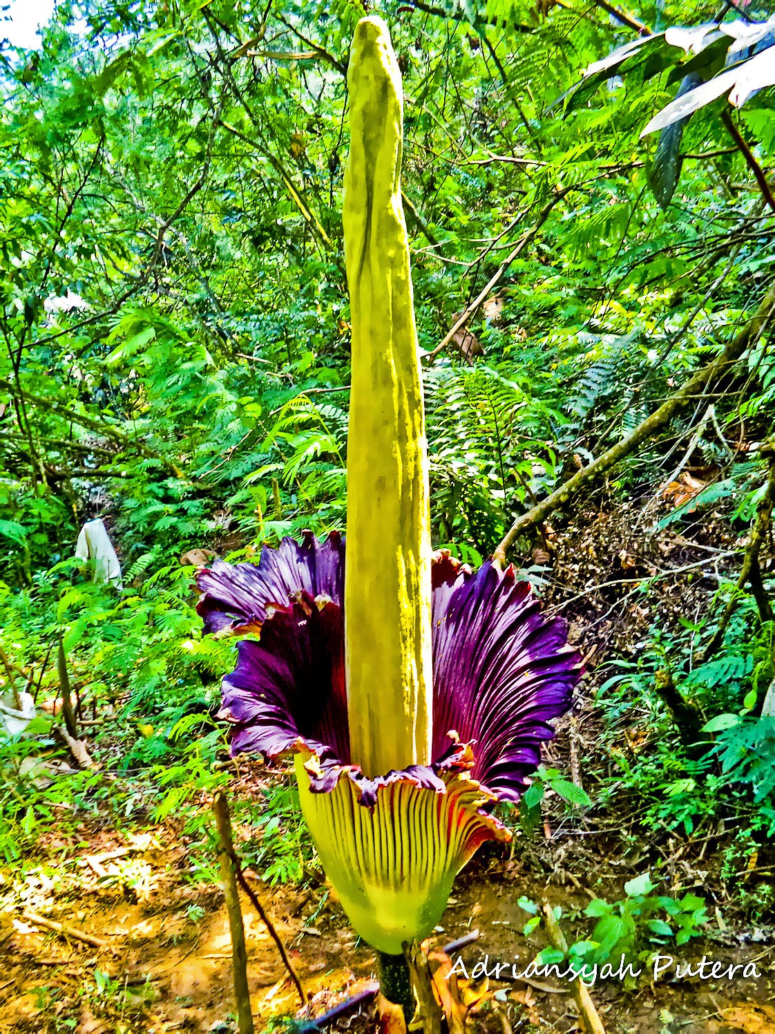 Virtual Adrian Titan Arum The World's Tallest Flower
