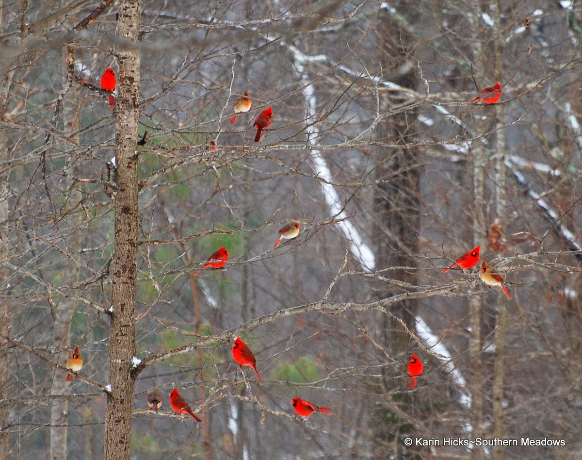 Cardinals in winter landscape