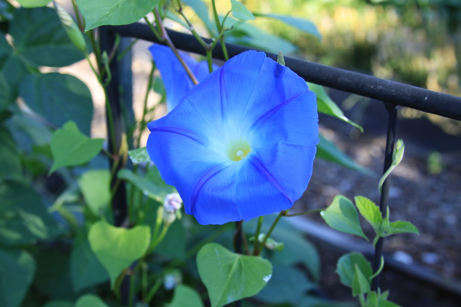 Annuals Morning Glory Susan's in the Garden