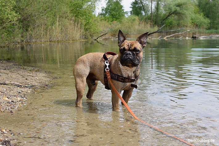 Mit Hund am See Mit Hund am See