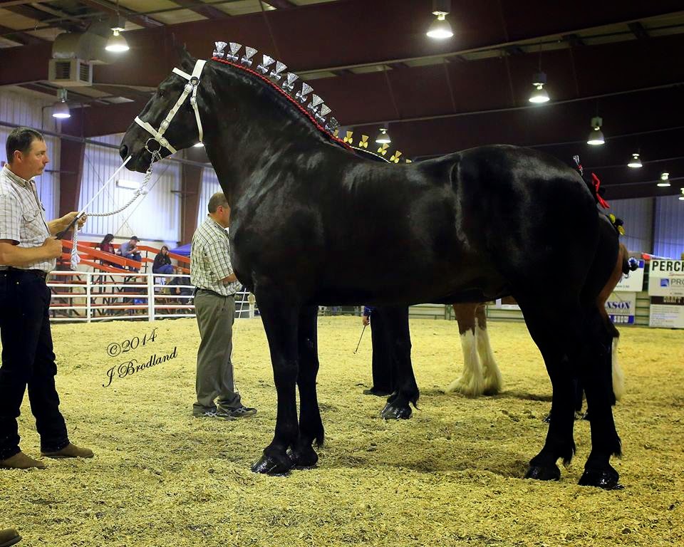 Percheron supreme world champion pictures Percheron supreme world champion pictures
