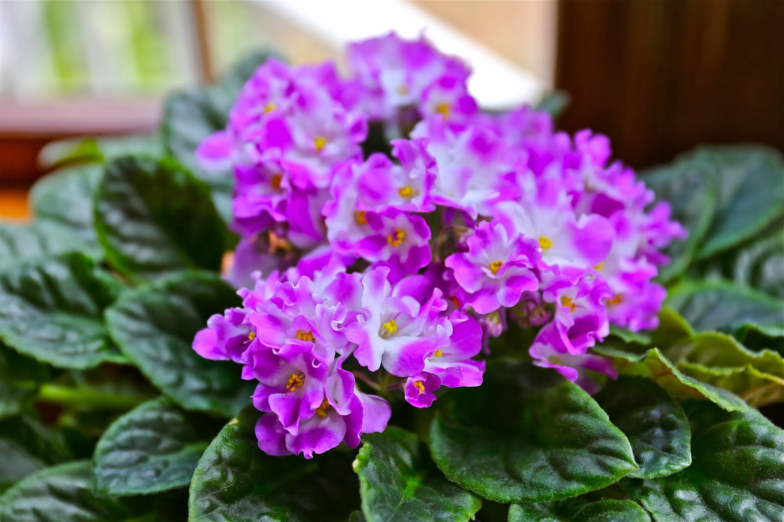 Sweet Southern Days African Violets