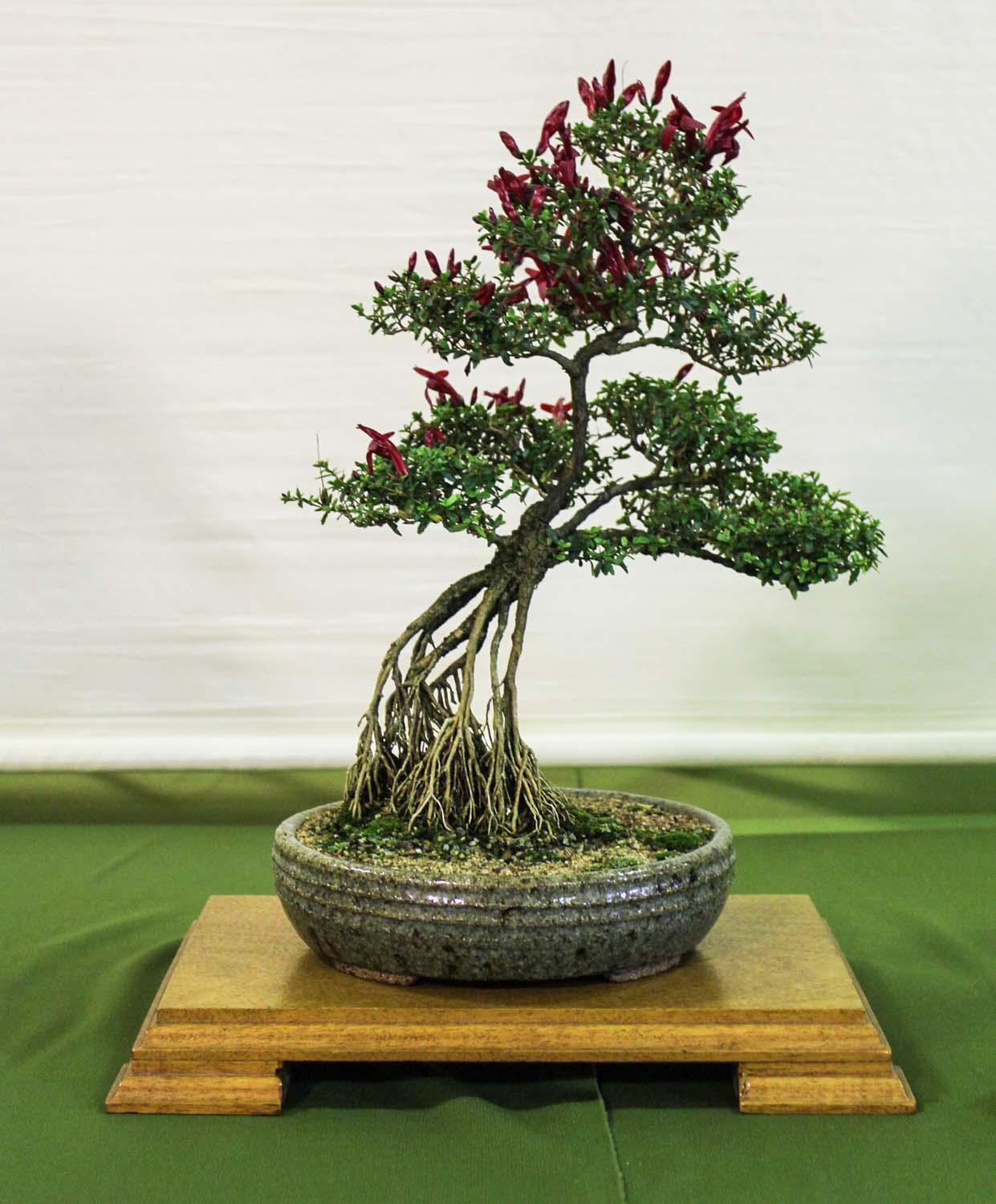Redlands Bonsai Society 2015 Annual Bonsai Show More Pictures Redlands Bonsai Society 2015 Annual Bonsai Show More Pictures