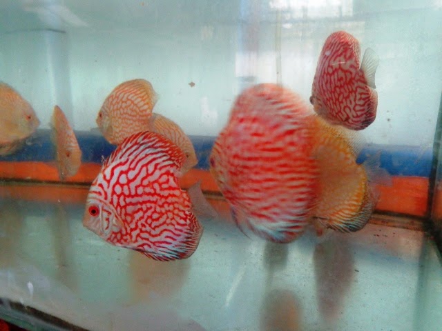 Red pigeon discus