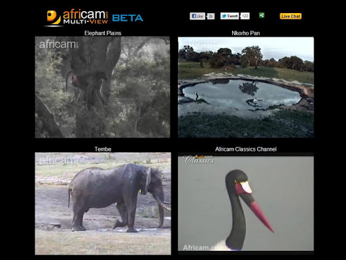 Africam... by Popular Demand