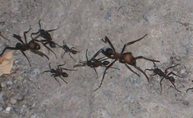 army ants Eciton