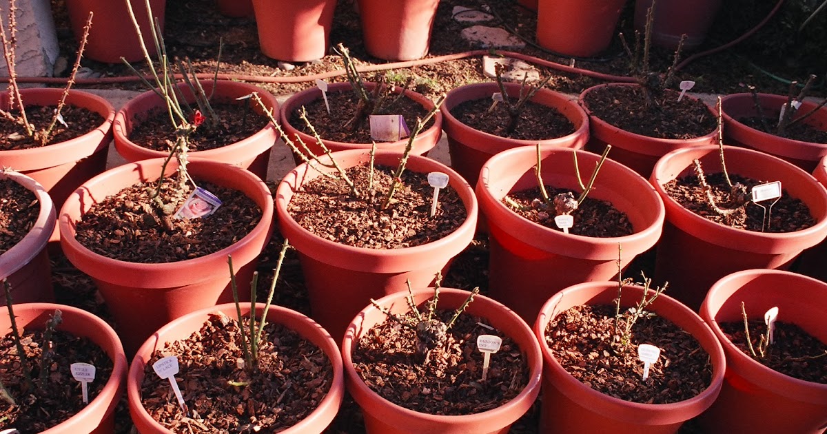 The 2 Minute Gardener Photo Roses in Containers