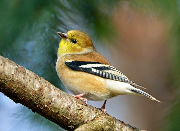 wild birds unlimited wild birds unlimited