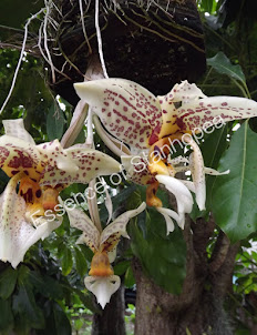 Stanhopea