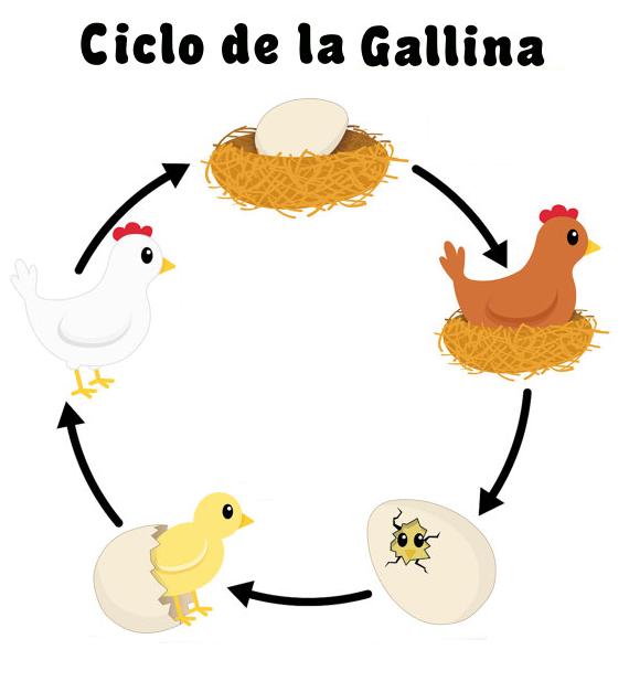 - RECURSOS PARA EDUCACIÓN INFANTIL: CICLO DE LA VIDA de una GALLINA - RECURSOS PARA EDUCACIÓN INFANTIL: CICLO DE LA VIDA de una GALLINA