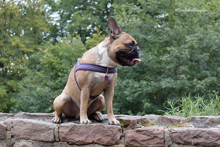 Hundeblog Genki Bulldog Hundeblog Genki Bulldog