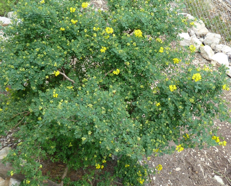 Coronilla Emerus