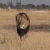 American accused of killing beloved Zimbabwean lion Cecil