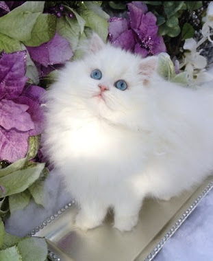 Gorgeous Blue-Eyed Doll Face White Persian Kitten