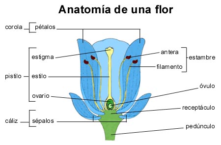 lobuladas las que presentan entrantes y salientes redondeados la flor