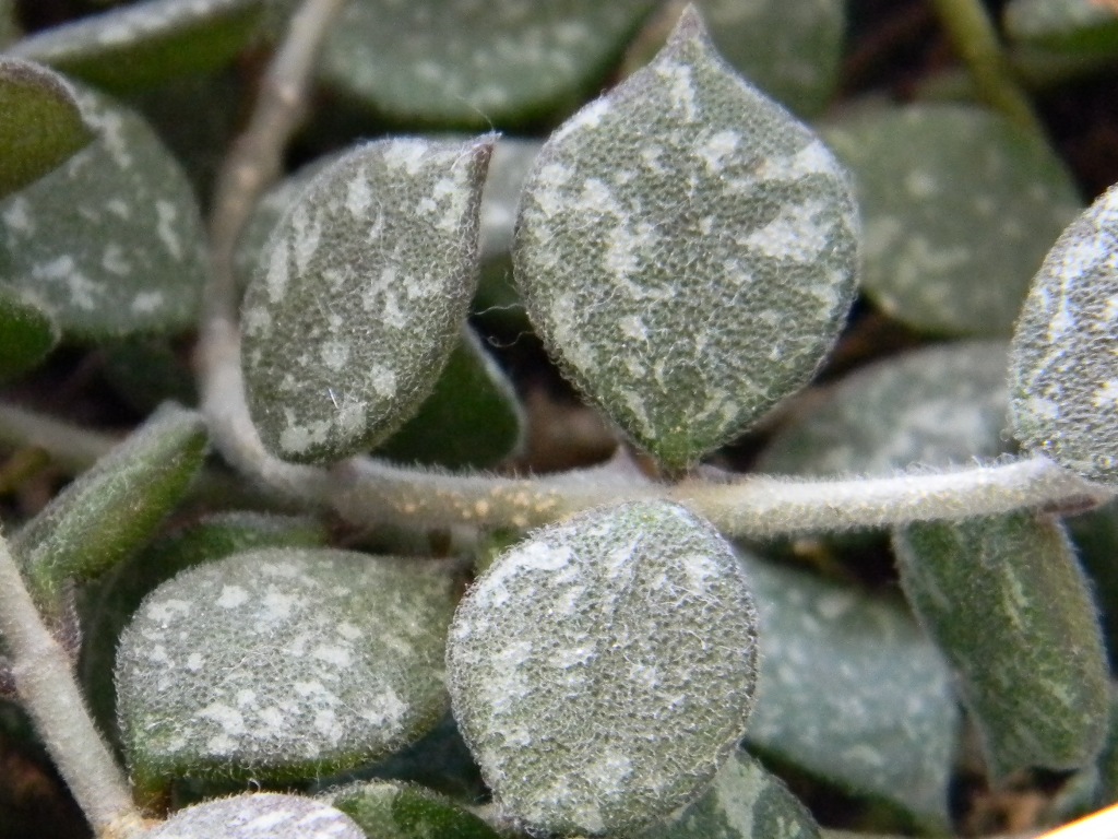 Hoya Fungi