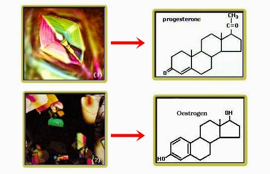 GadgetYuk Sekerat Daging Hypothalamus Mampu Membedakan