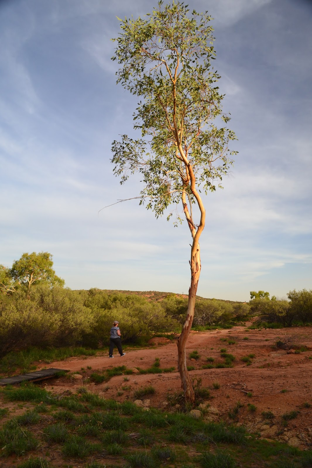 Goin' Feral One Day At A Time Bradshaw Walk, Alice Springs Telegraph