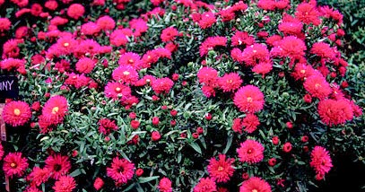 Piante e Fiori: Piante perenni che fioriscono in autunno e ...