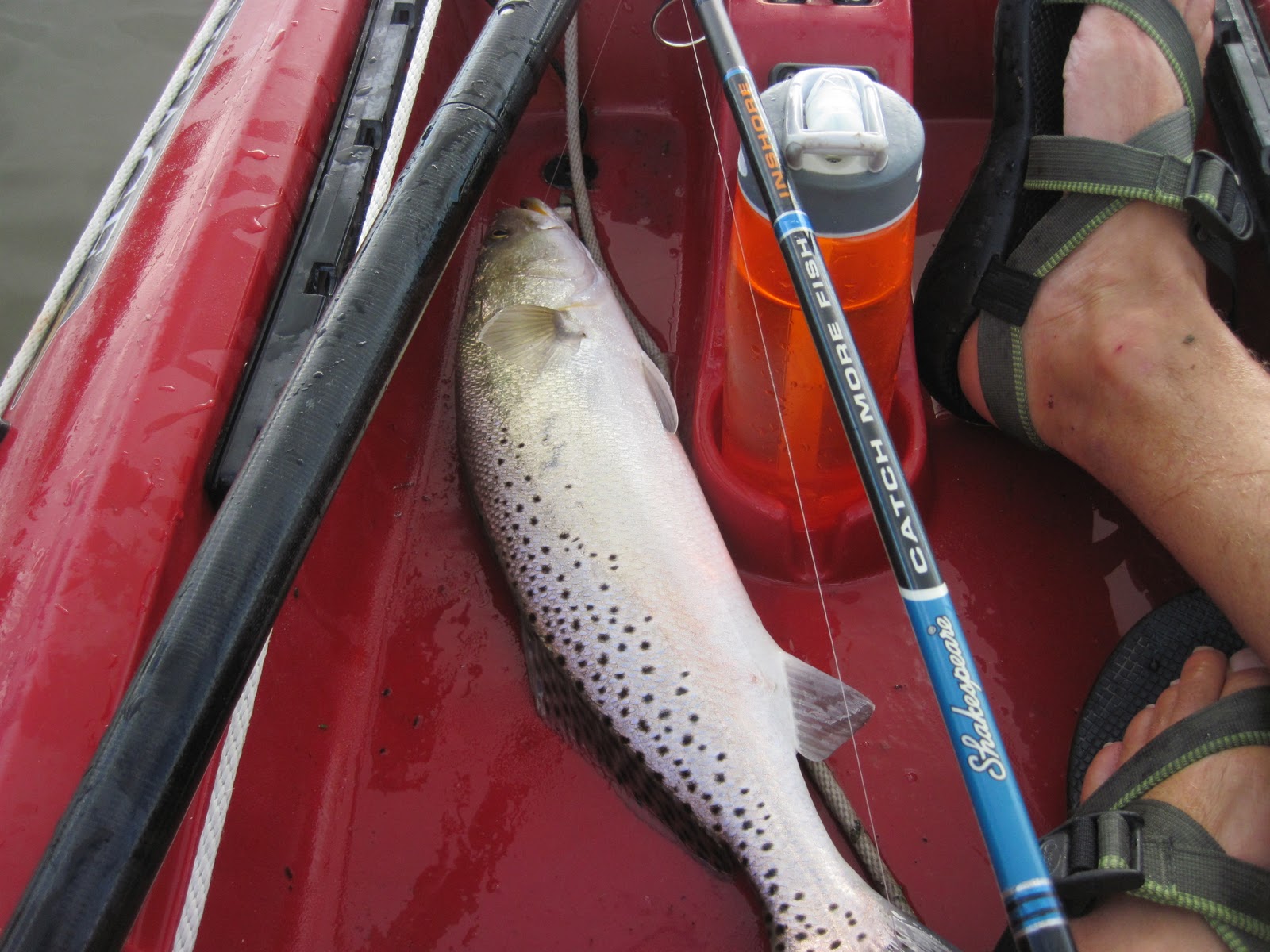 Spotted Seatrout Phorshori Adventures