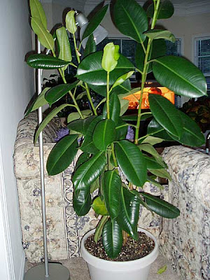 ficus elastica grow figures plants decora