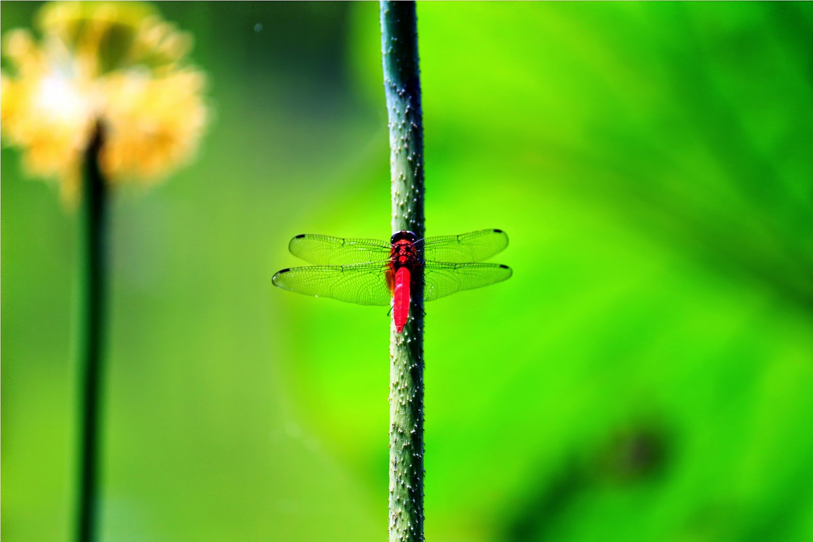    The red dragonfly   