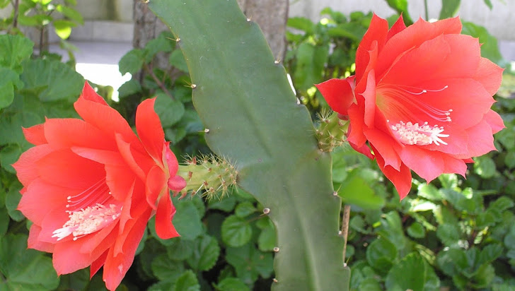 muda de cactus orquídea c/flor vermelha